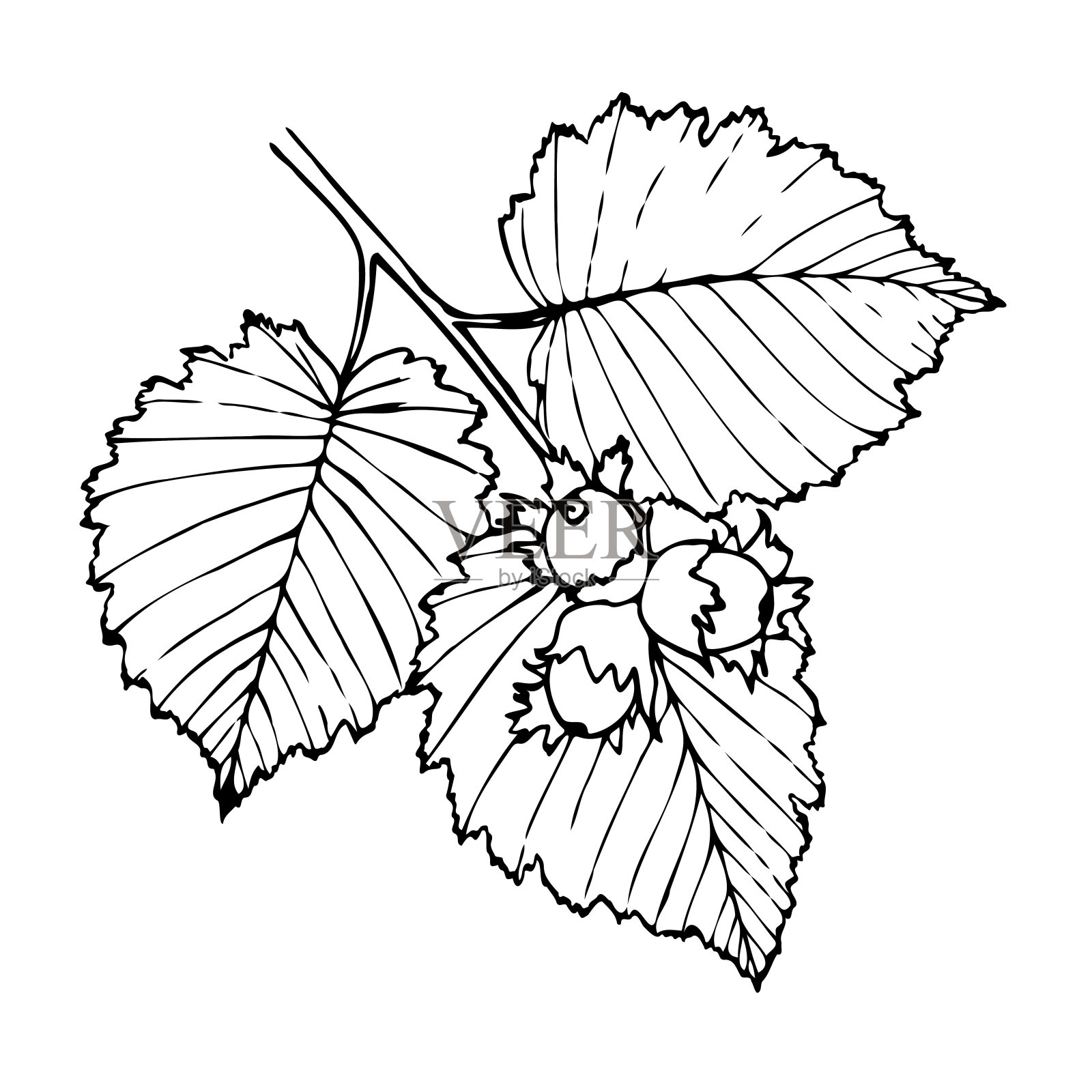 手绘矢量线植物插图榛子。插画图片素材