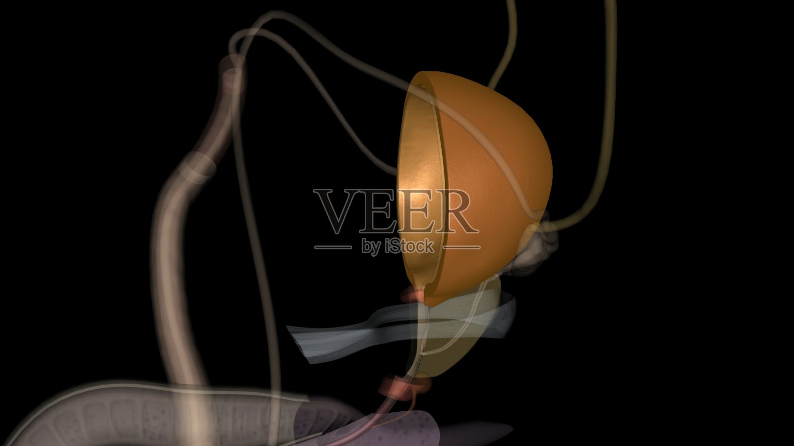 逼尿肌保持放松,使膀胱能够储存尿液,在排尿时收缩以释放尿液照片摄影图片