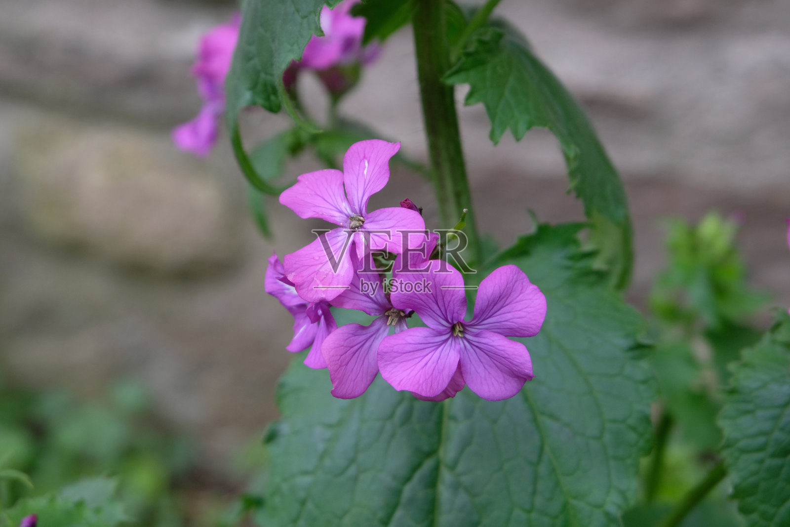 野生锦葵照片摄影图片
