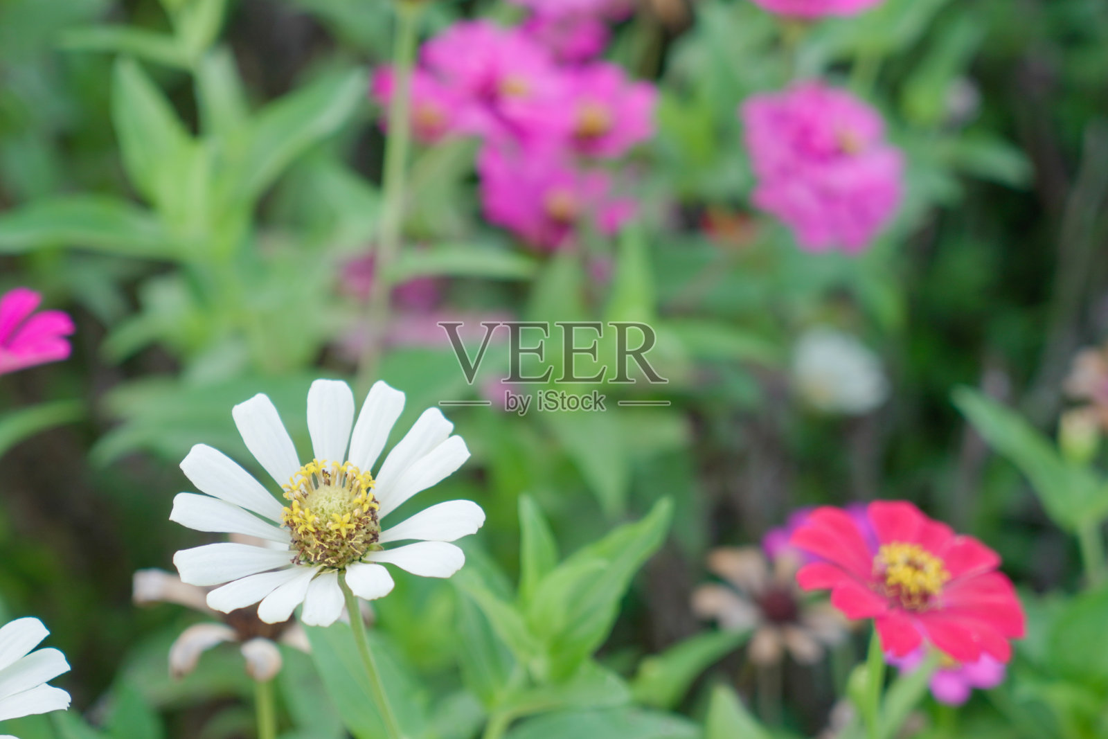 盛开的花朵的背景。照片摄影图片