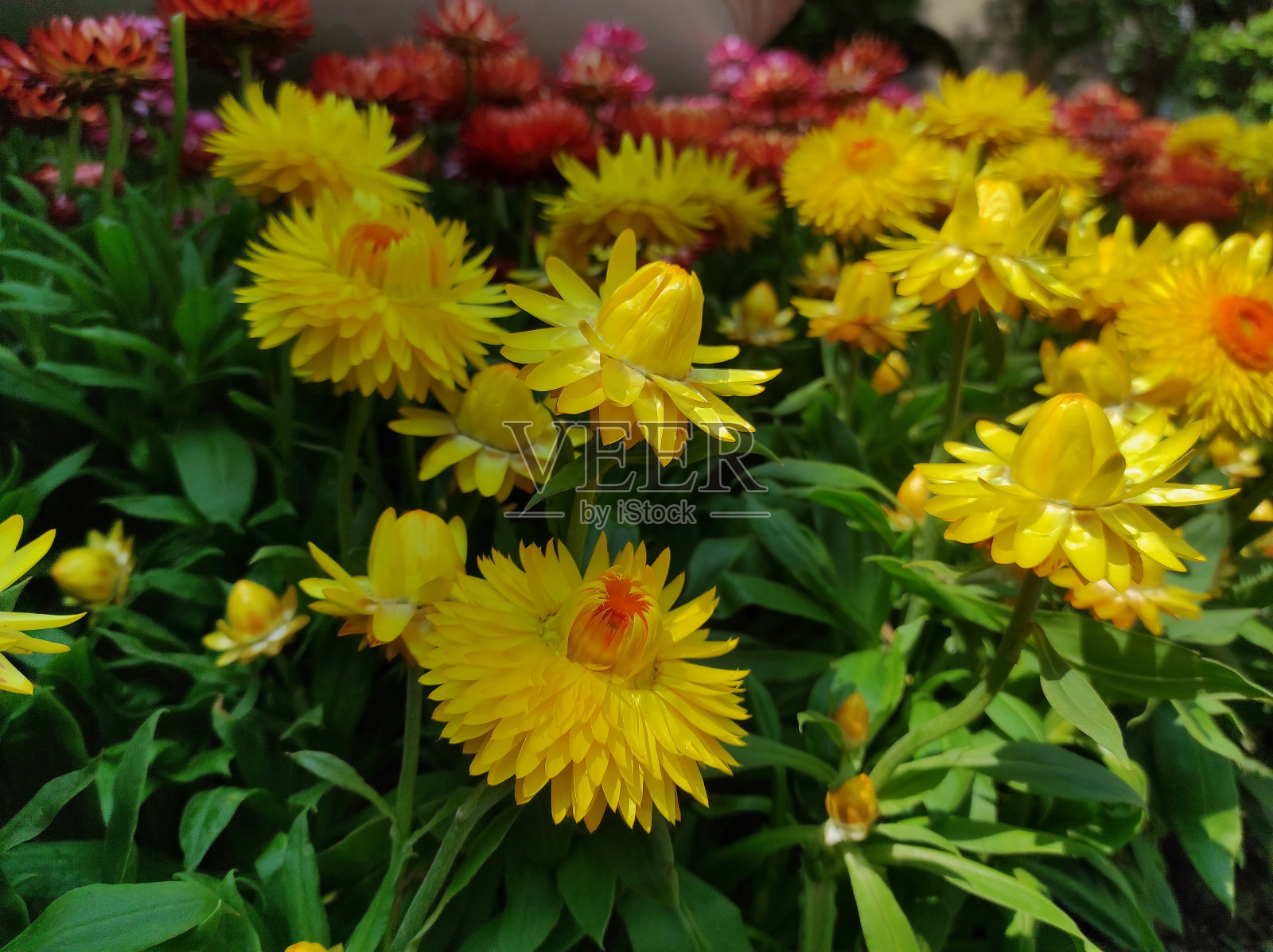 苞片干菊花或稻草花照片摄影图片