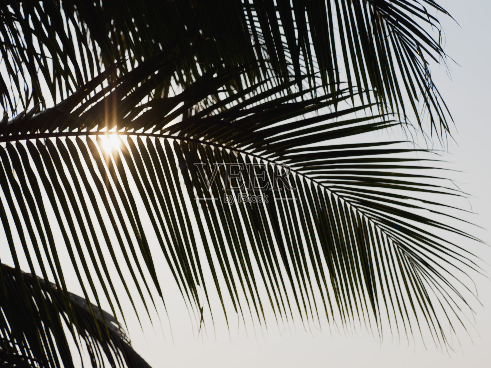 明亮的棕榈叶映衬着清晨晴朗的天空照片摄影图片