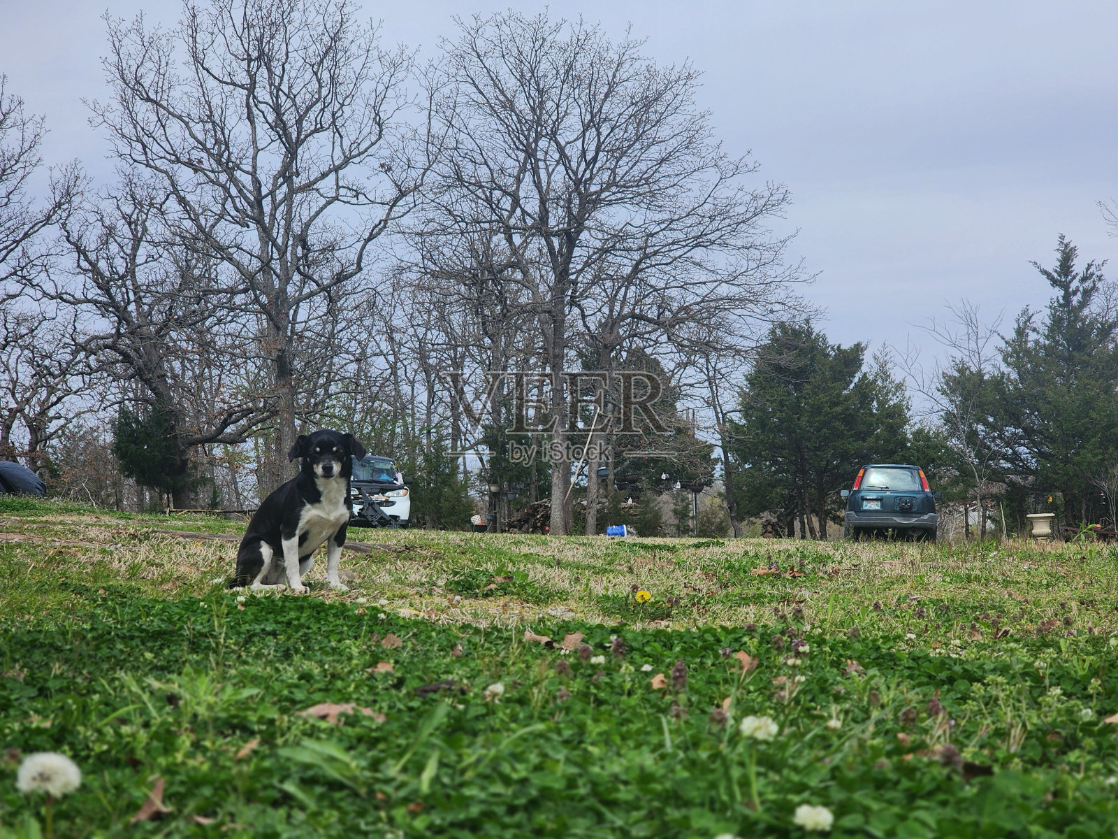 农场里的小狗。照片摄影图片