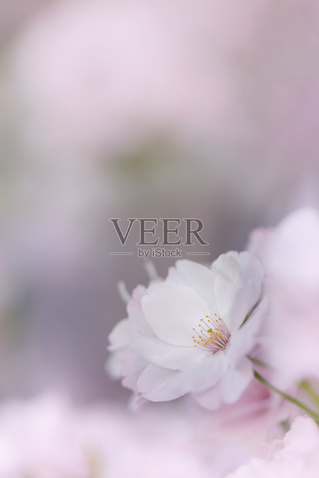 日本天野川樱桃的粉红色花朵。照片摄影图片