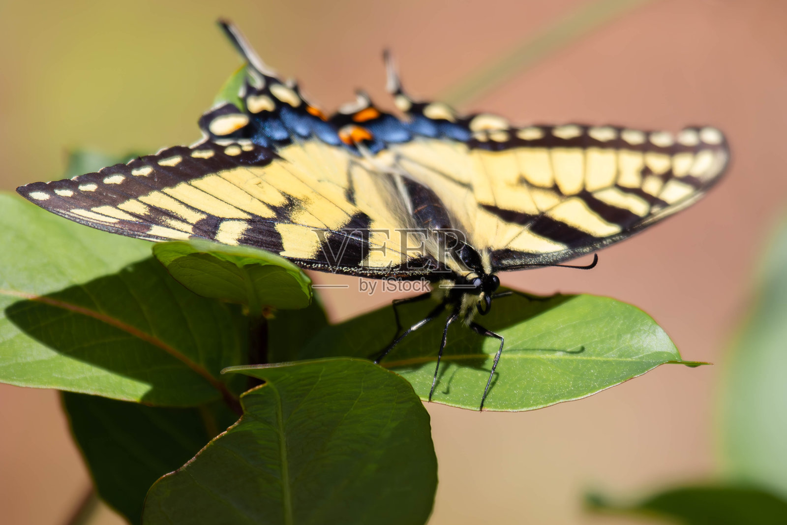 东虎燕尾蝶照片摄影图片