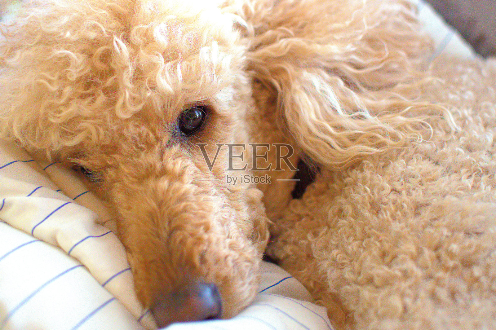 躺在被子上的贵宾犬。照片摄影图片