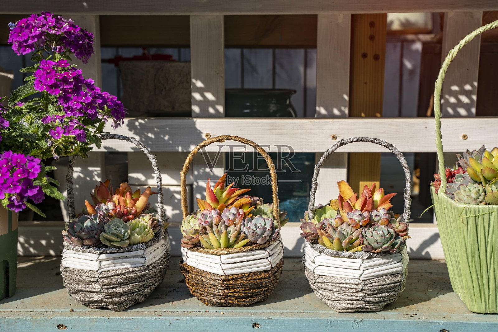 小型多肉植物在篮子里照片摄影图片