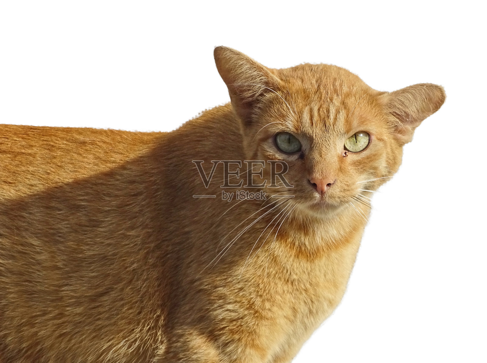 猫孤立在白色背景上。猫的肖像照片摄影图片