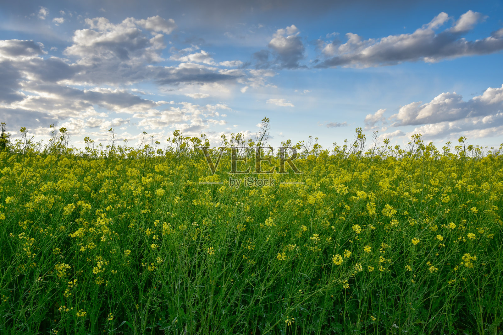夕阳下的油菜地照片摄影图片