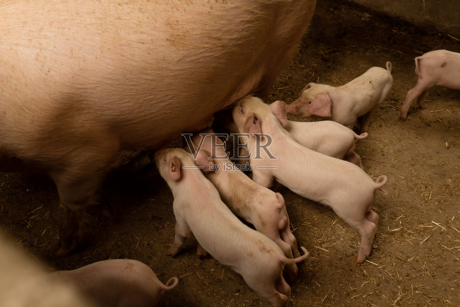 农场猪圈里粉红猪的肖像照片摄影图片