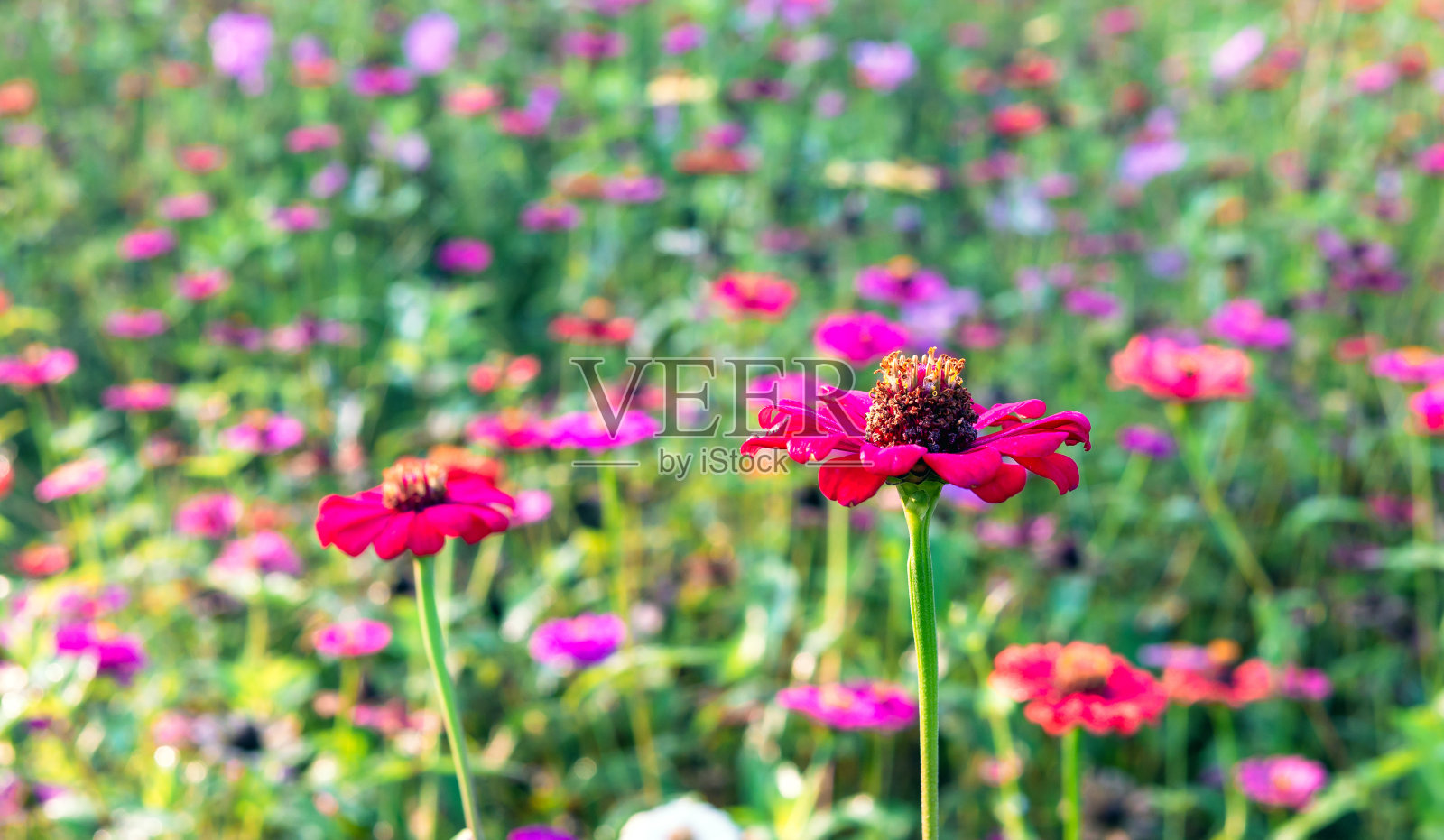 美丽的紫色非洲菊花在宇宙田在早晨的阳光。令人惊叹的非洲菊花田景观。自然非洲菊花背景。照片摄影图片