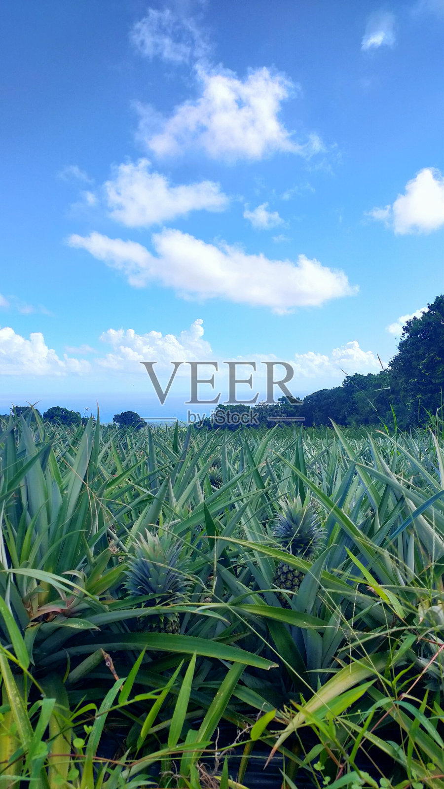 菠萝照片摄影图片