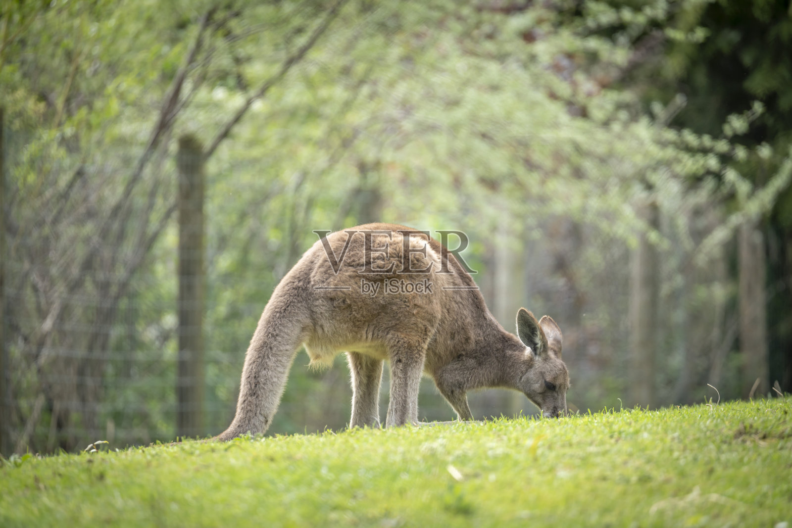 法国巴黎——2024年4月6日:动物园,植物园的动物园。大袋鼠妈妈和她的宝宝照片摄影图片
