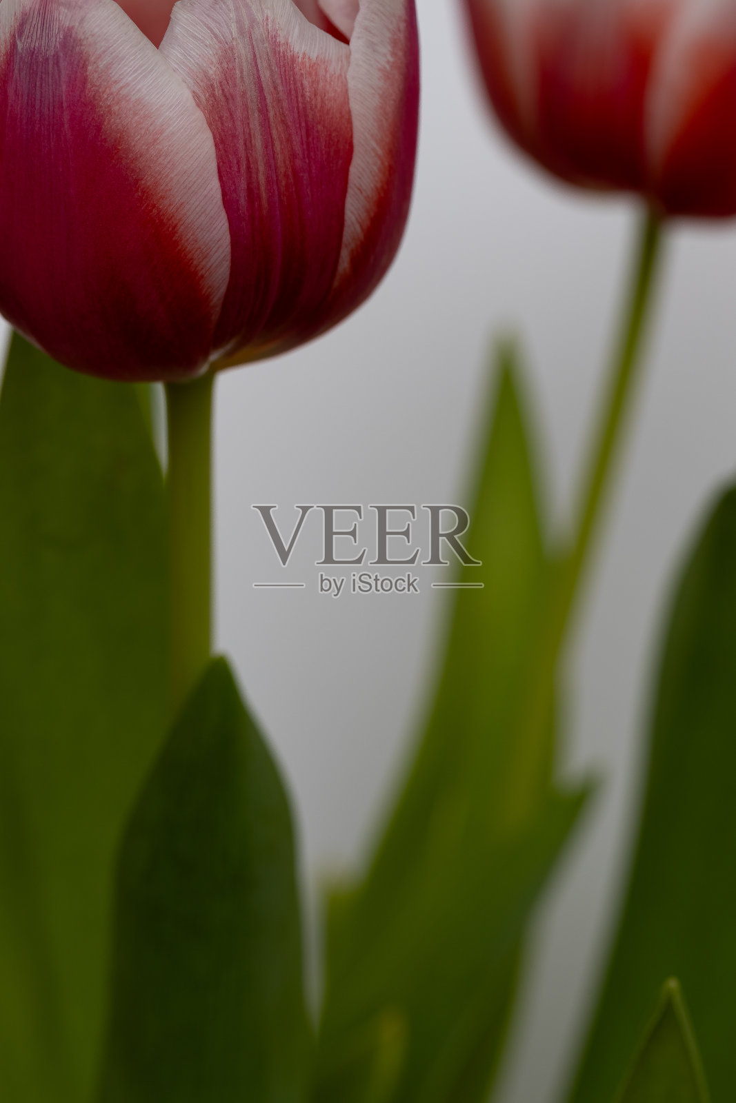 郁金香照片摄影图片