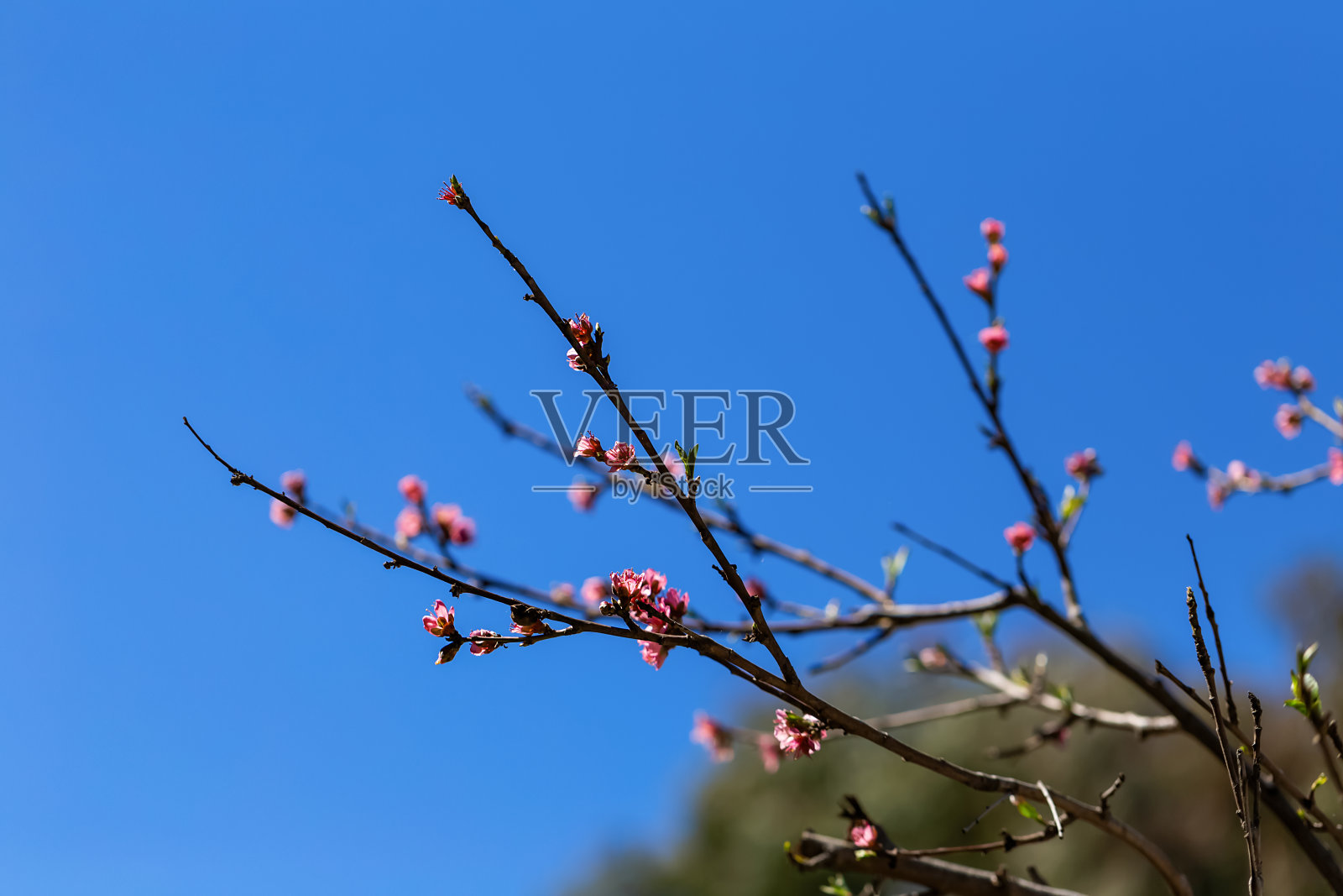白色油桃花的特写照片摄影图片