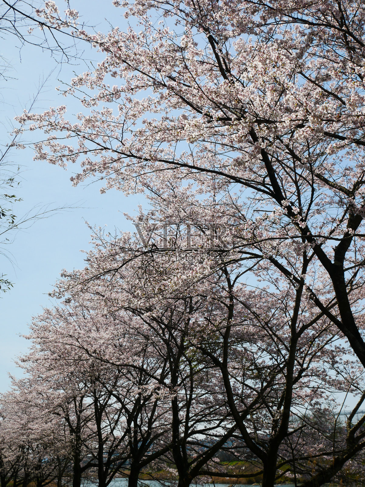 2024.04.07日本托木河河床边的樱花。照片摄影图片