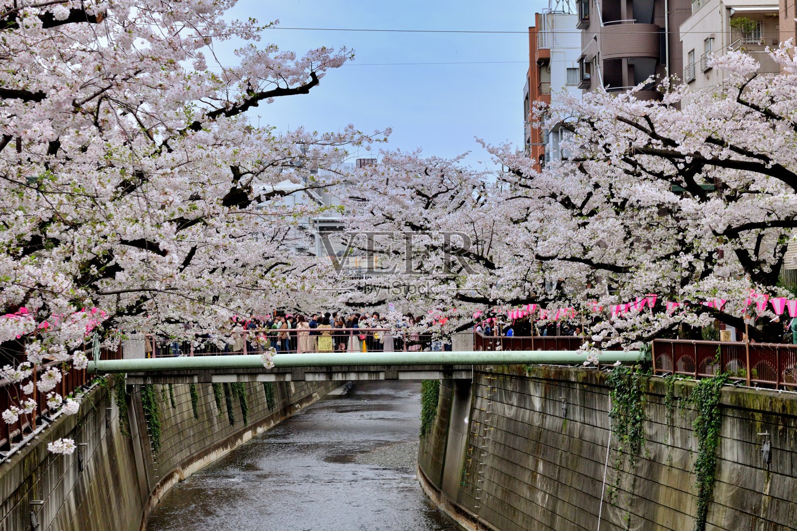 东京目黑川沿岸樱花节:赏花季热门景点照片摄影图片