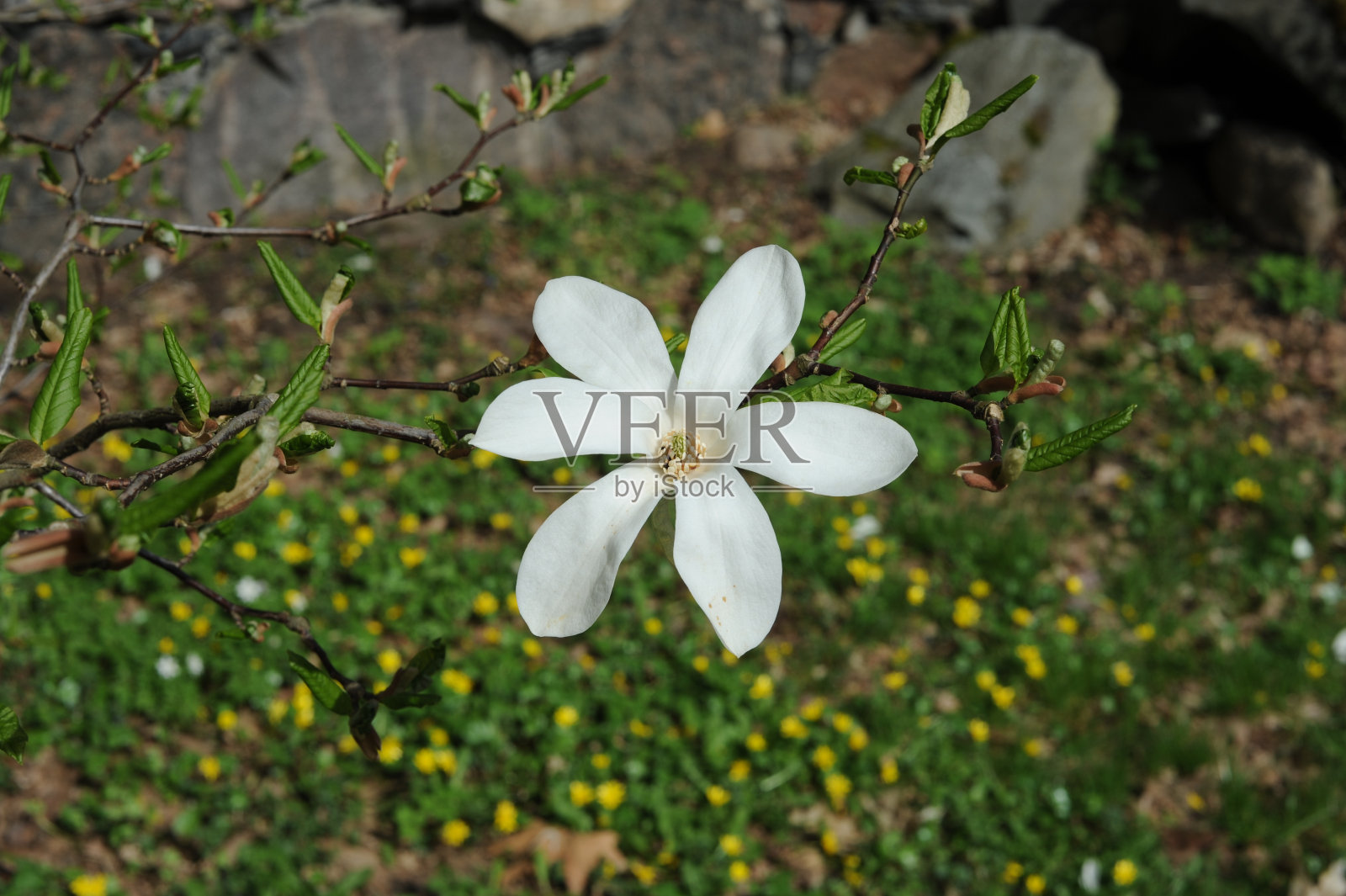 在春天的花园里,阳光明媚的日子里,白色和粉红色的玉兰花盛开着美丽的花瓣照片摄影图片