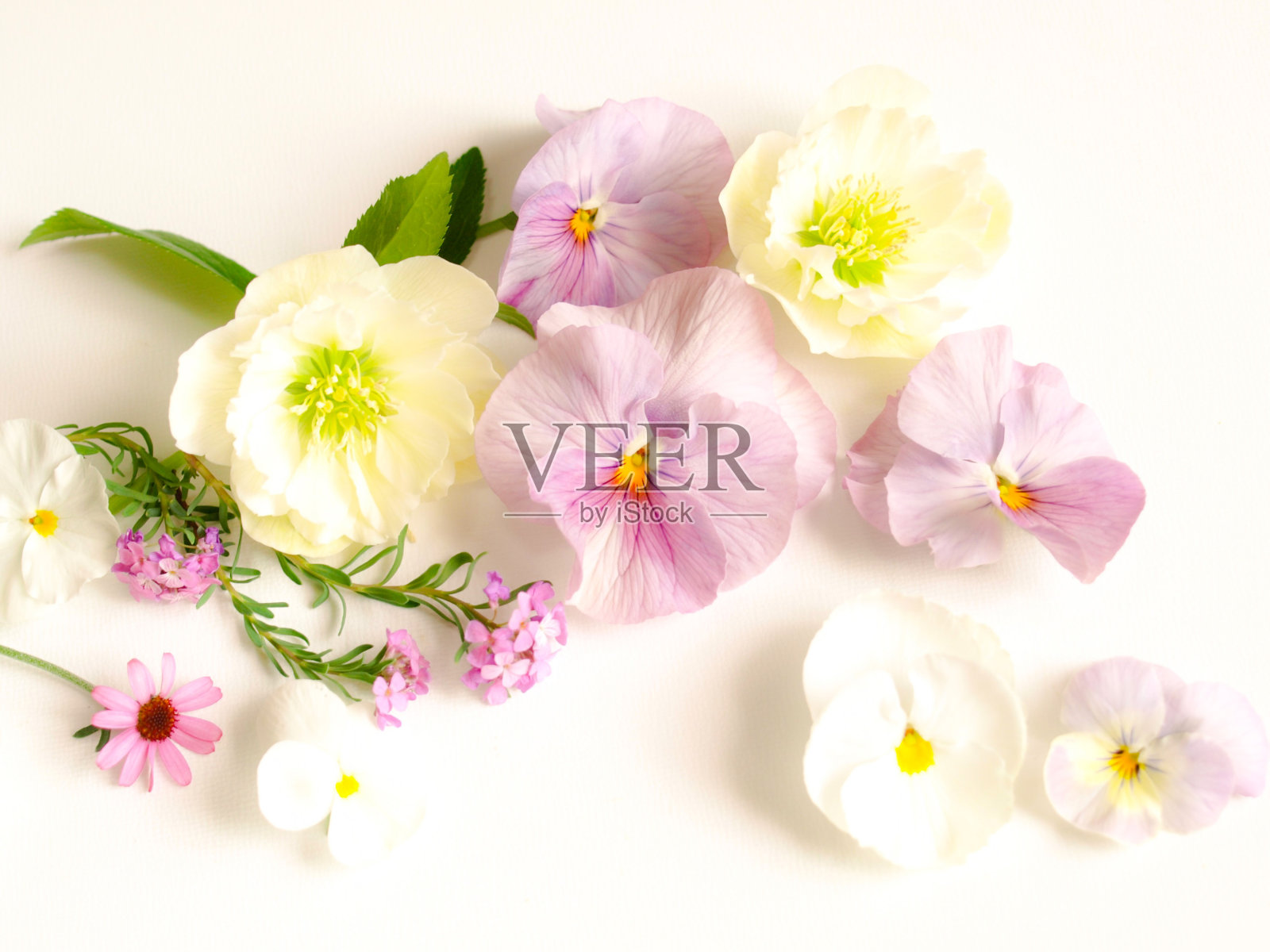 白色背景上有许多春天的花朵。照片摄影图片