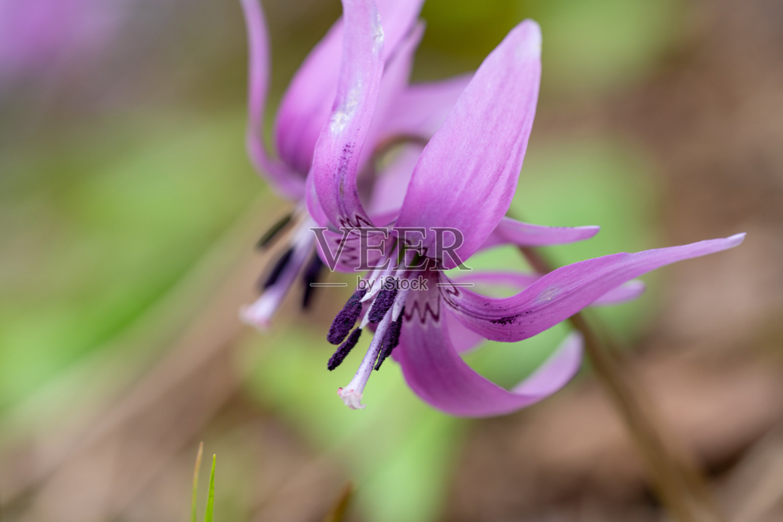 可爱的片栗花在风中摇曳照片摄影图片