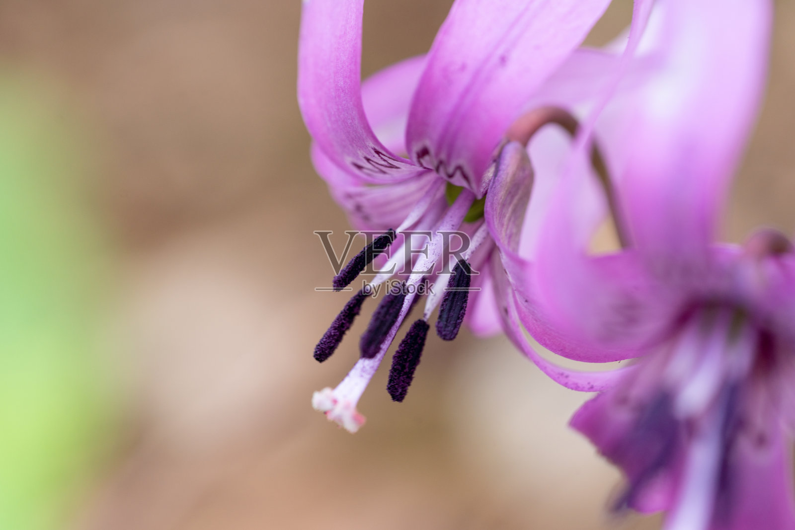 可爱的片栗花在风中摇曳照片摄影图片