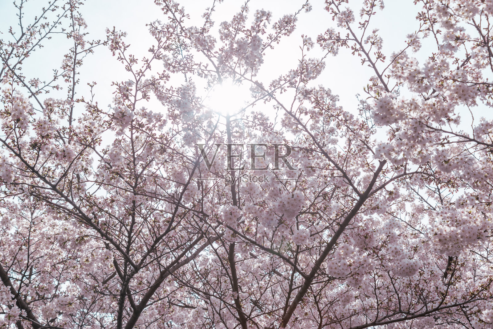 蓝天下樱花盛开照片摄影图片