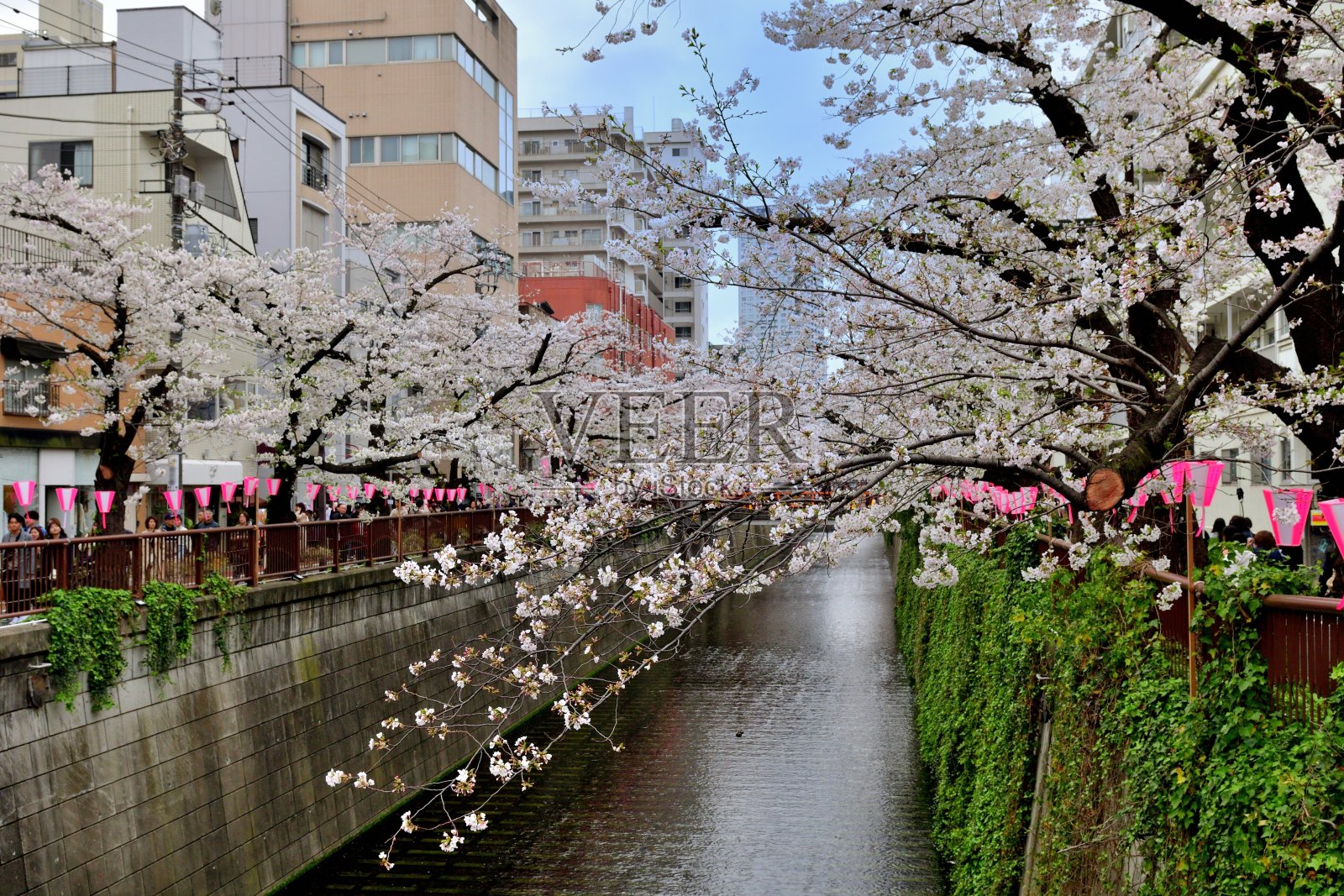 东京目黑川沿岸樱花节:赏花季热门景点照片摄影图片