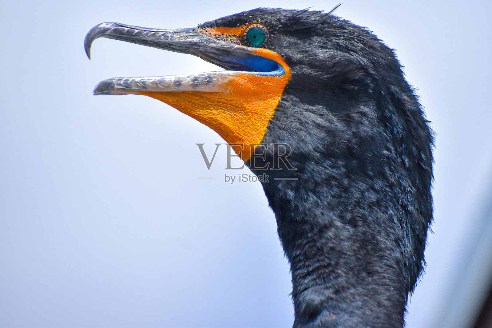 Double-crested鸬鹚照片摄影图片