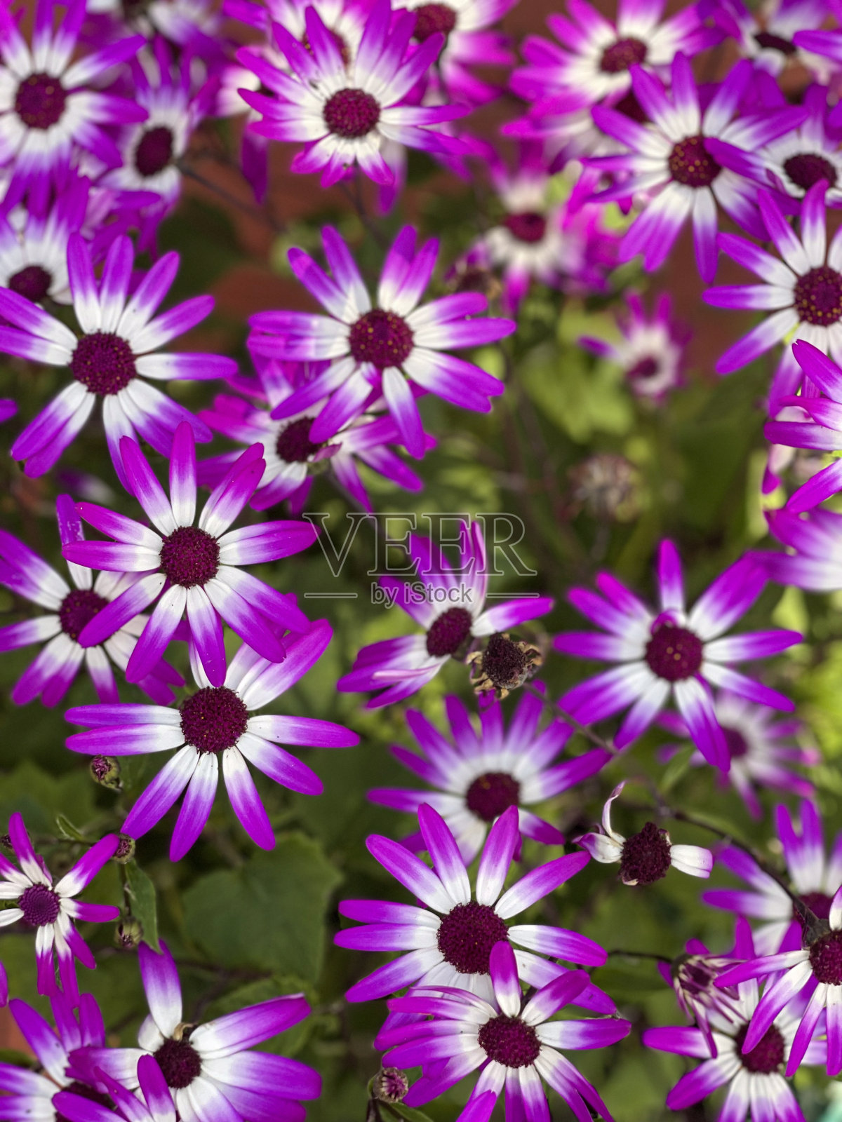 美丽的薰衣草雏菊盛开的特写照片摄影图片