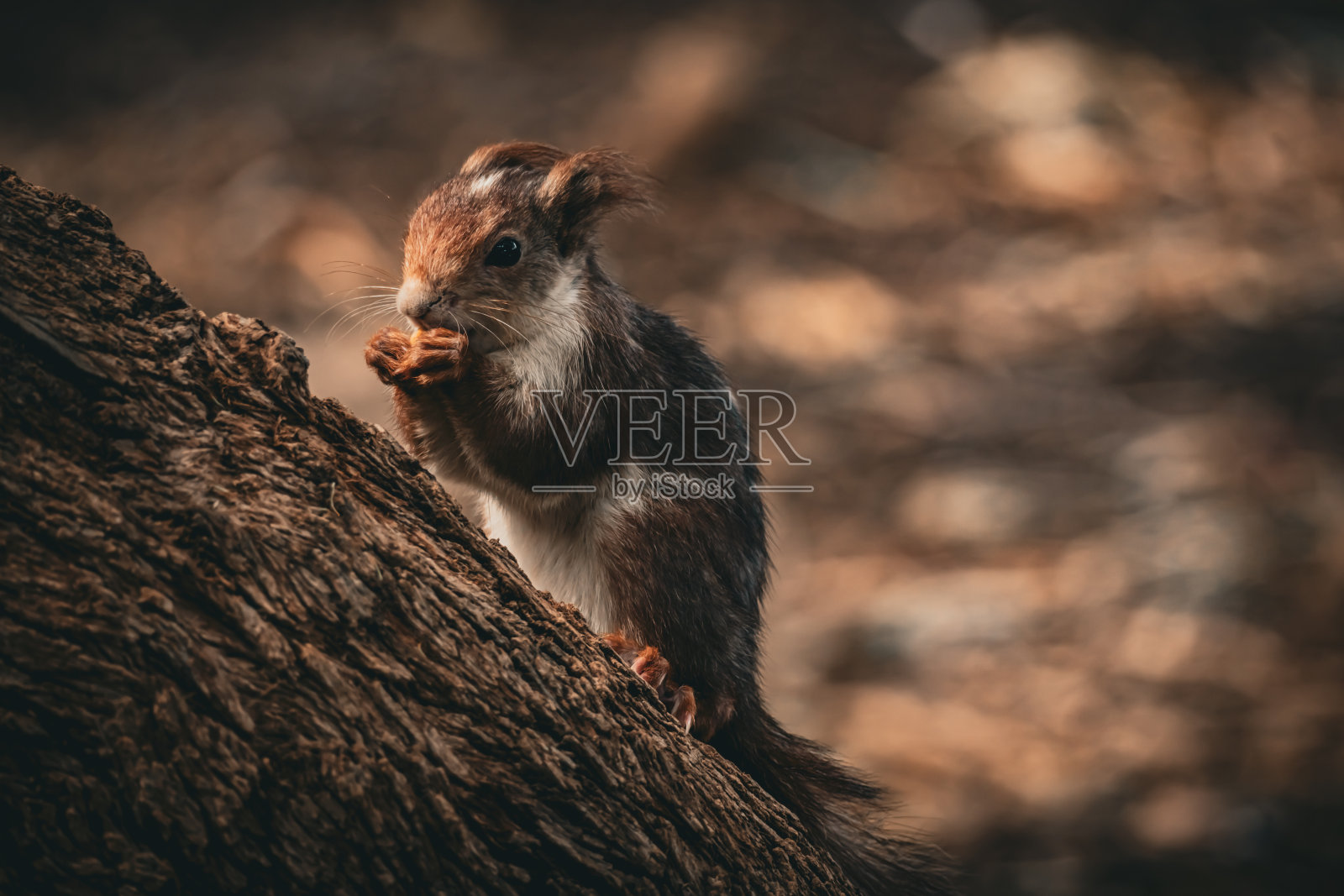 松鼠蹲在地上等着吃东西照片摄影图片