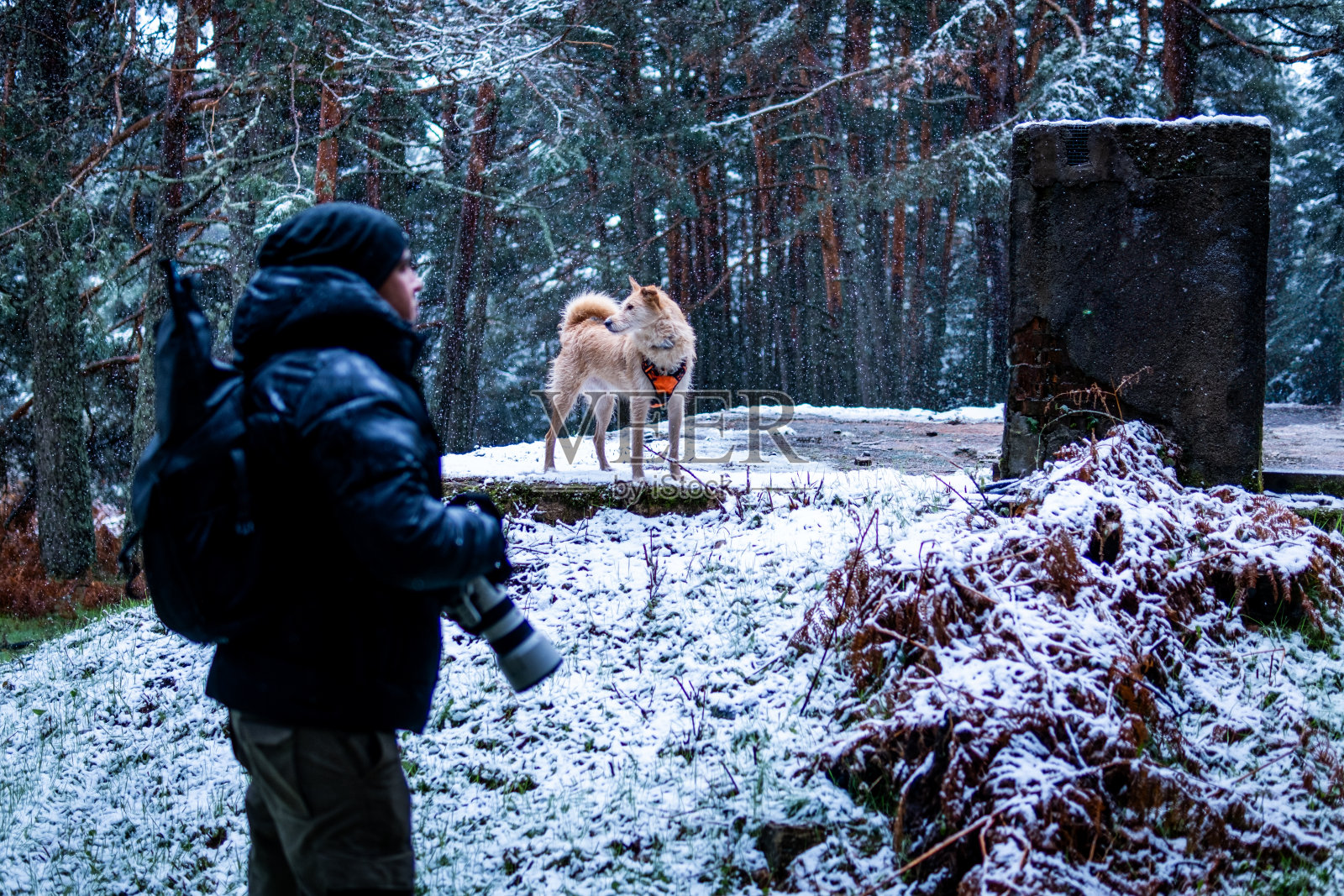 一名男子在白雪皑皑的瓜达拉玛森林美景中拍摄他的棕白混血狗。照片摄影图片