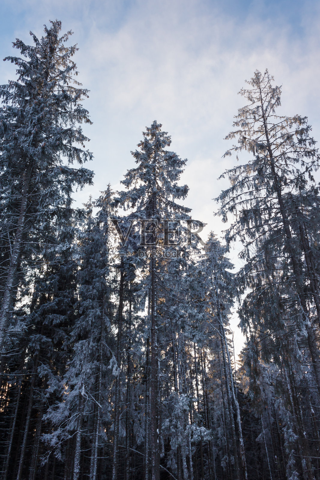 冬季森林照片摄影图片