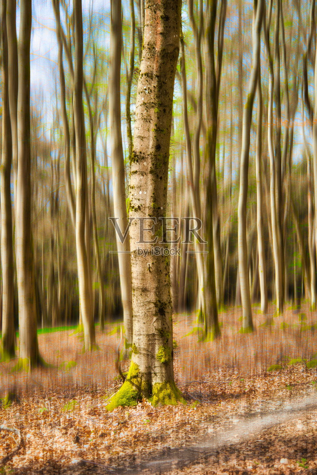 春天在图林根森林苏醒照片摄影图片