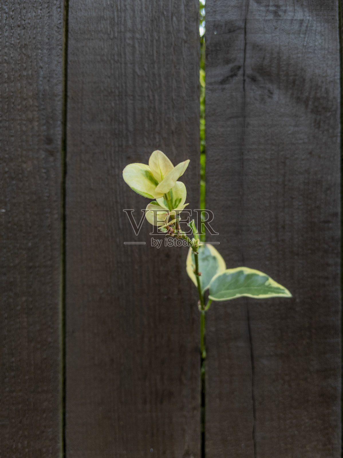 幸运的纺锤偷偷地穿过木板栅栏。照片摄影图片