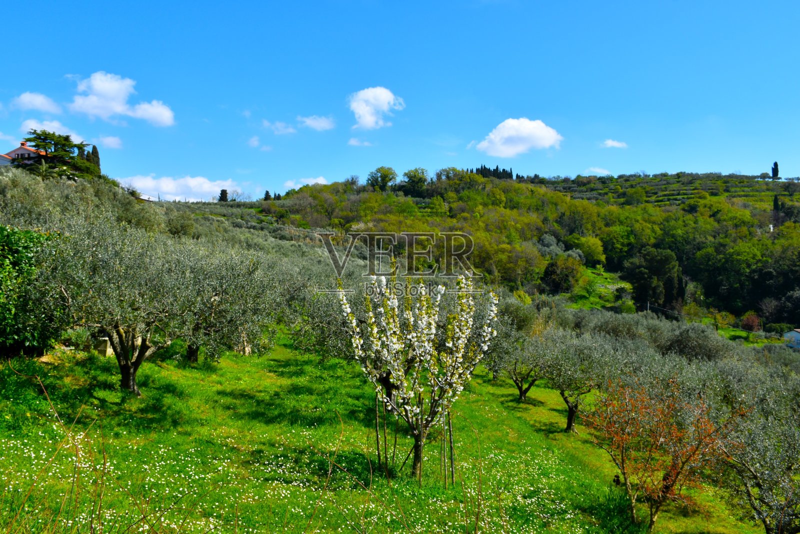 斯洛文尼亚普里莫尔斯卡的斯特伦扬,一棵盛开的白花树和一个橄榄树林,上面有一座森林山丘照片摄影图片