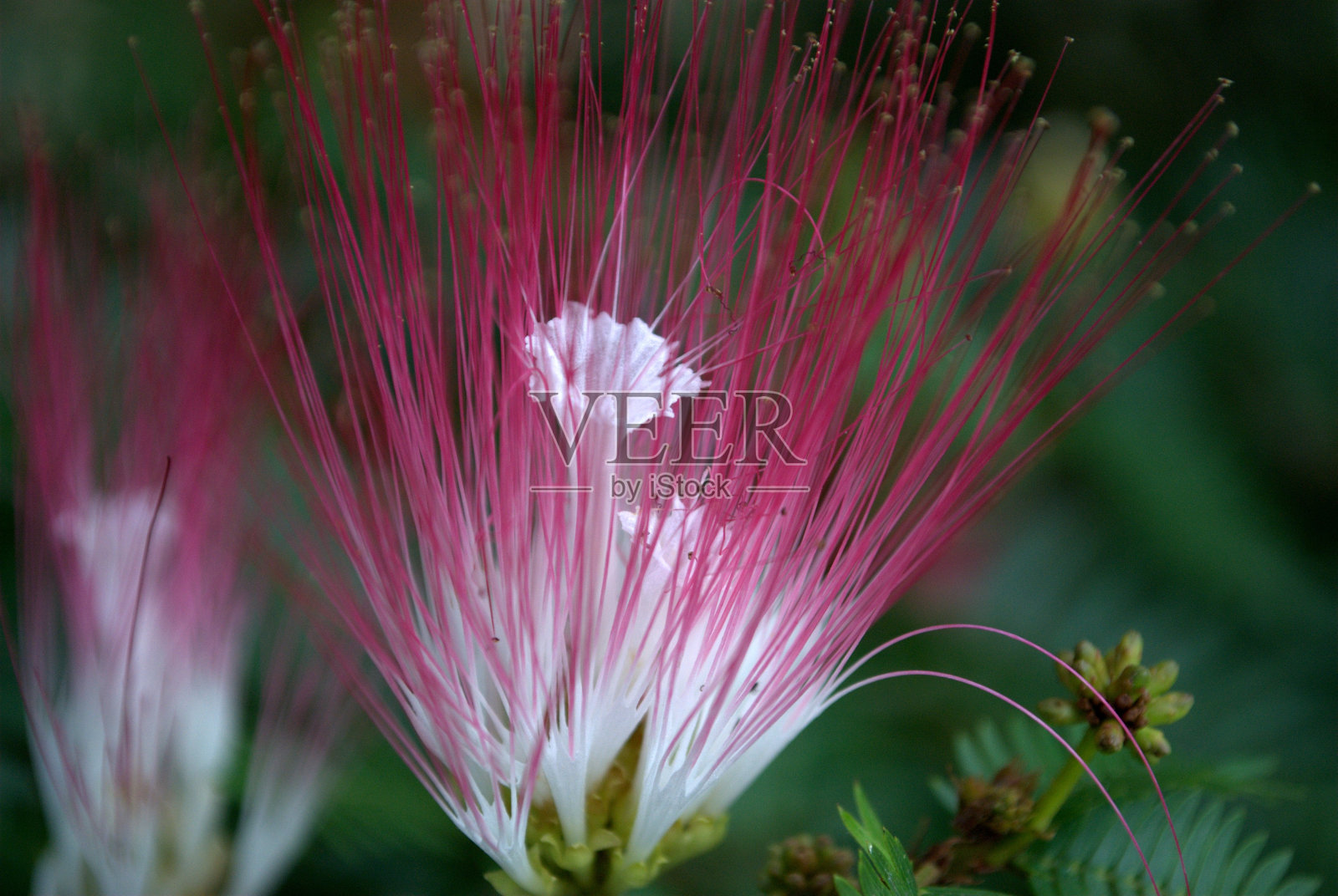 委内瑞拉米兰达的一朵花!照片摄影图片
