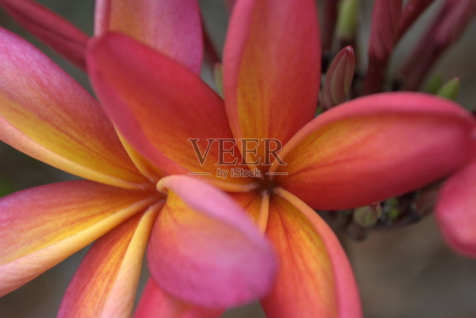 委内瑞拉米兰达的一朵花!照片摄影图片