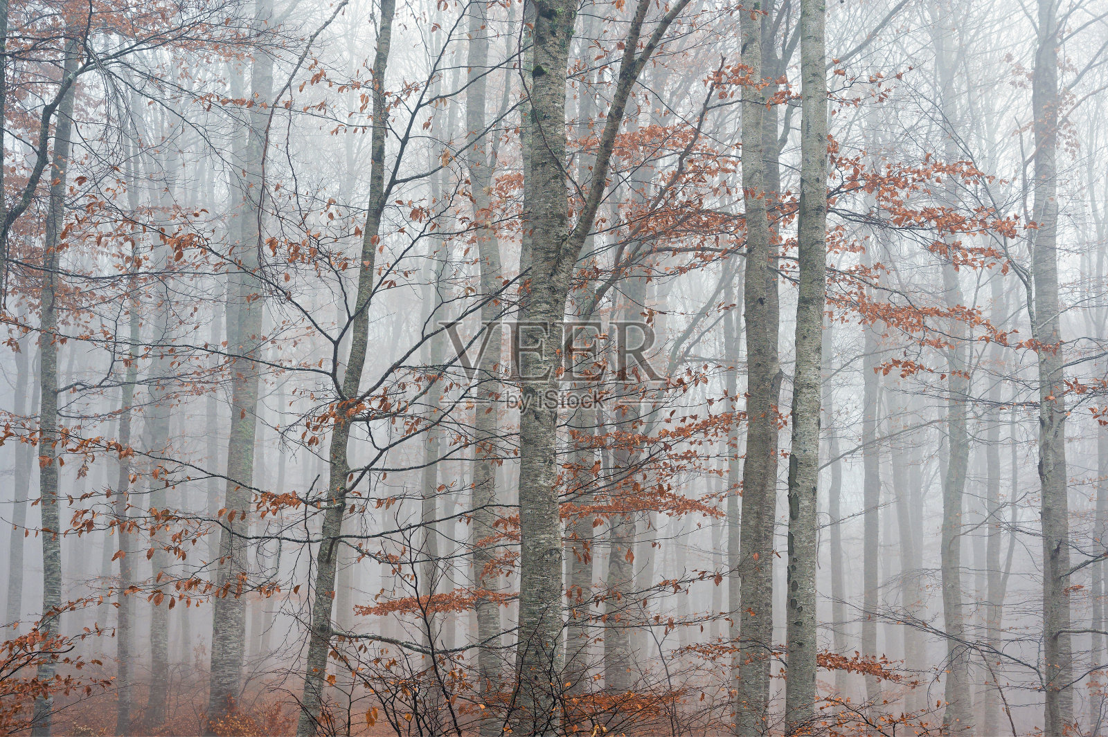 希腊的森林照片摄影图片
