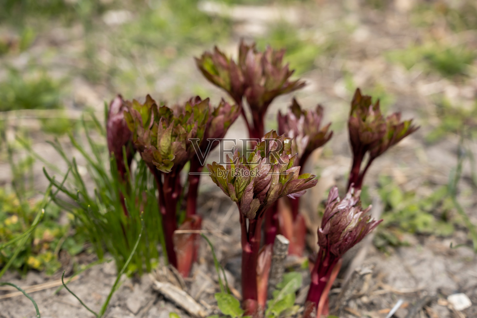 园艺照片摄影图片
