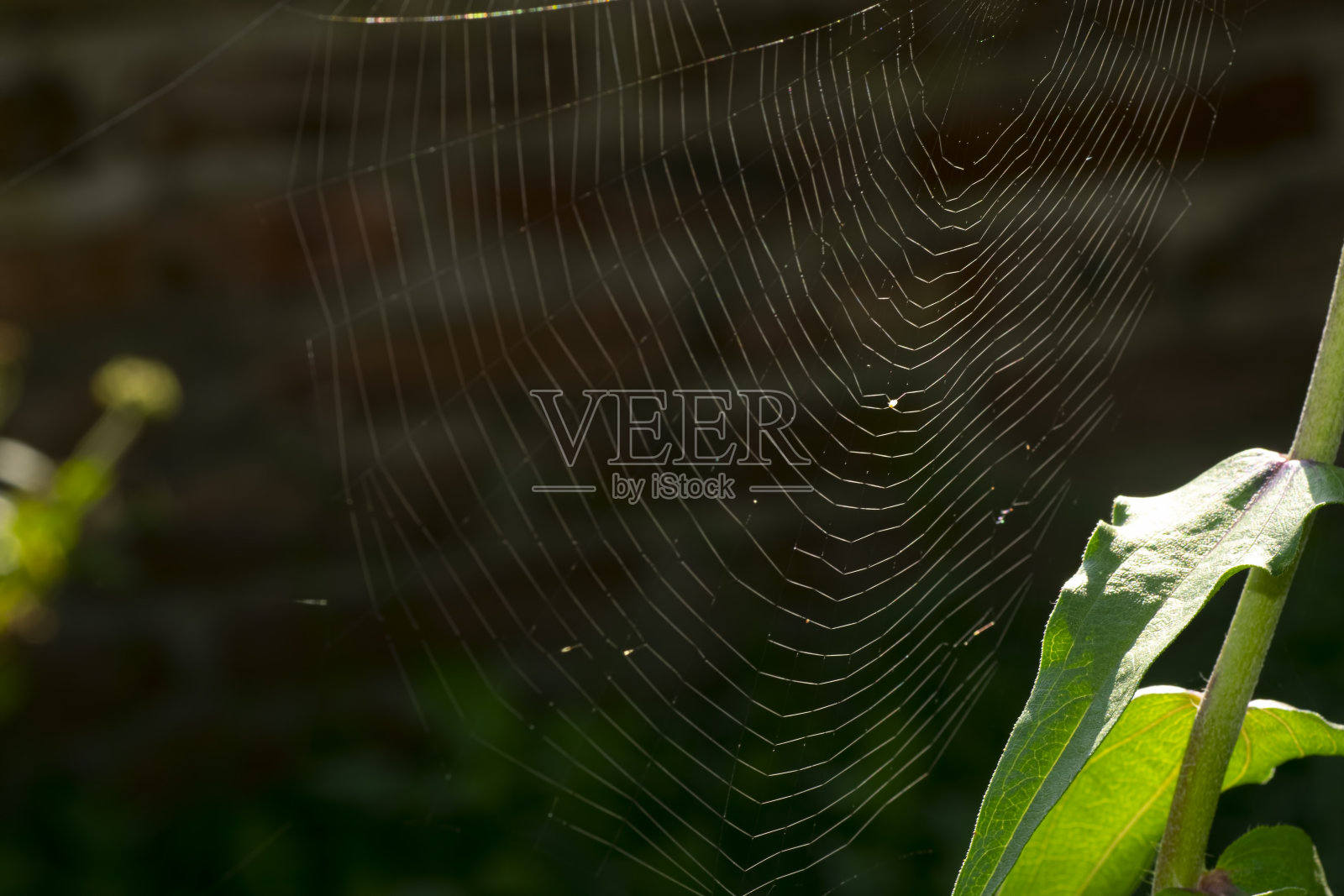 院子里绿色植物上的蜘蛛网照片摄影图片