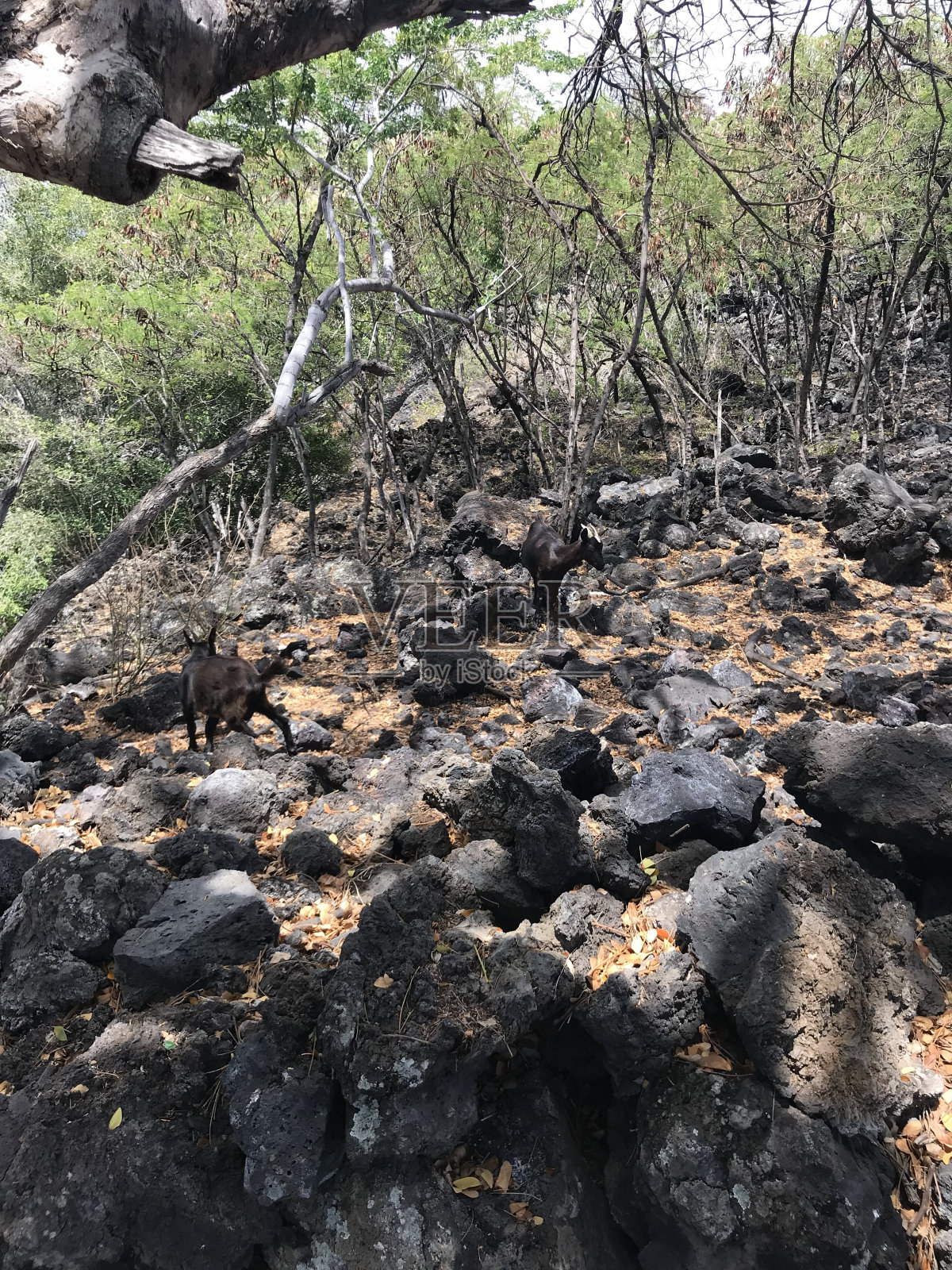 夏威夷火山照片摄影图片