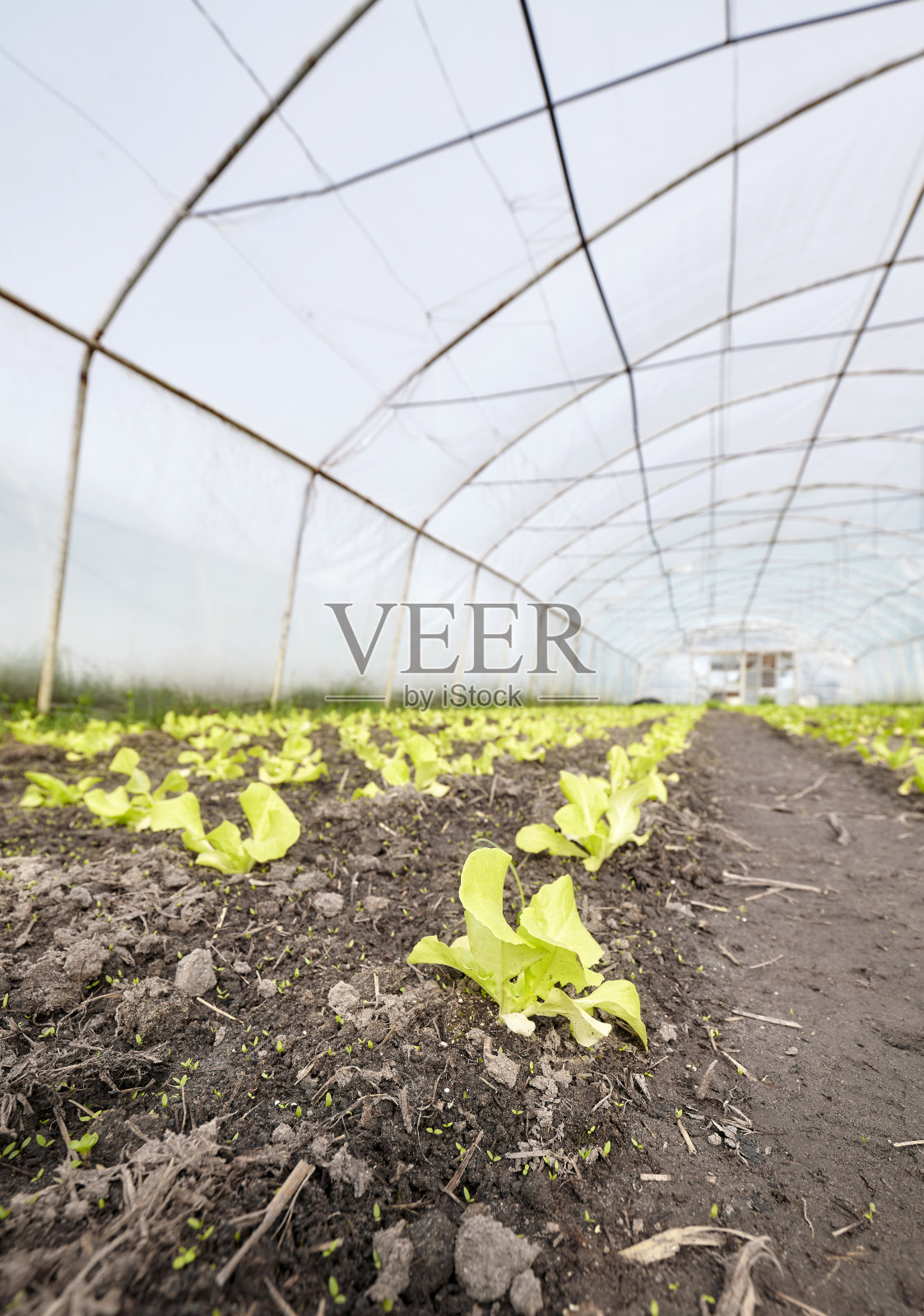 有机温室种植中的蔬菜特写照片照片摄影图片