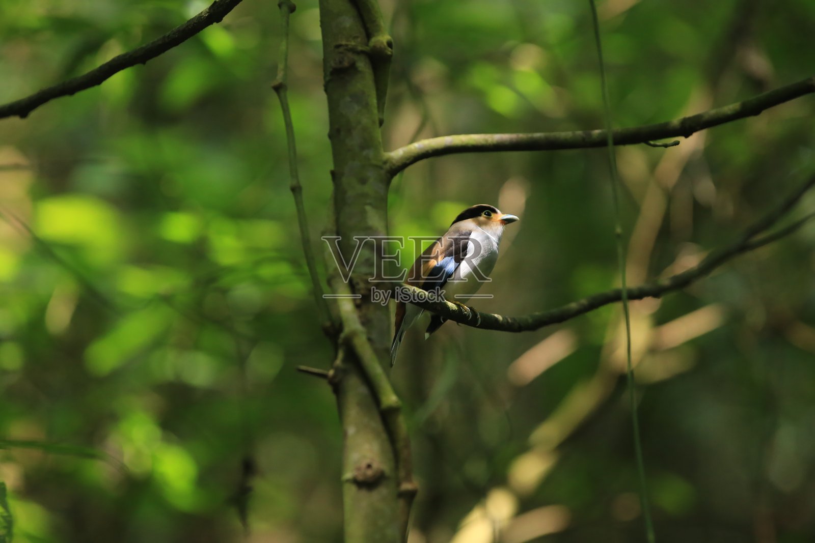 银胸阔嘴鸟(Serilophus lunatus)照片摄影图片