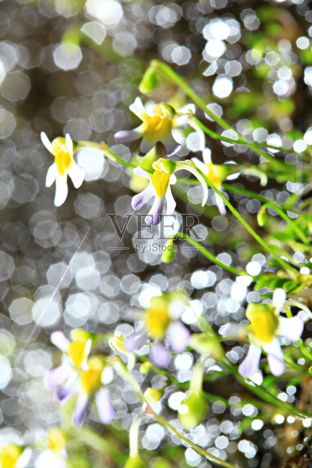 石灰岩山上长着小花照片摄影图片