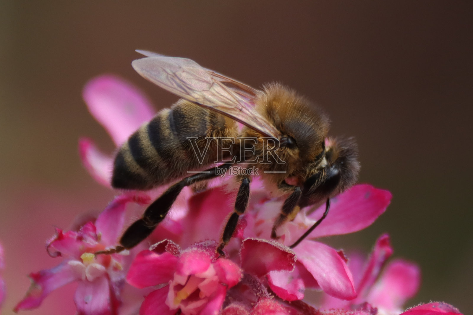 家蝇(蜜蜂)照片摄影图片