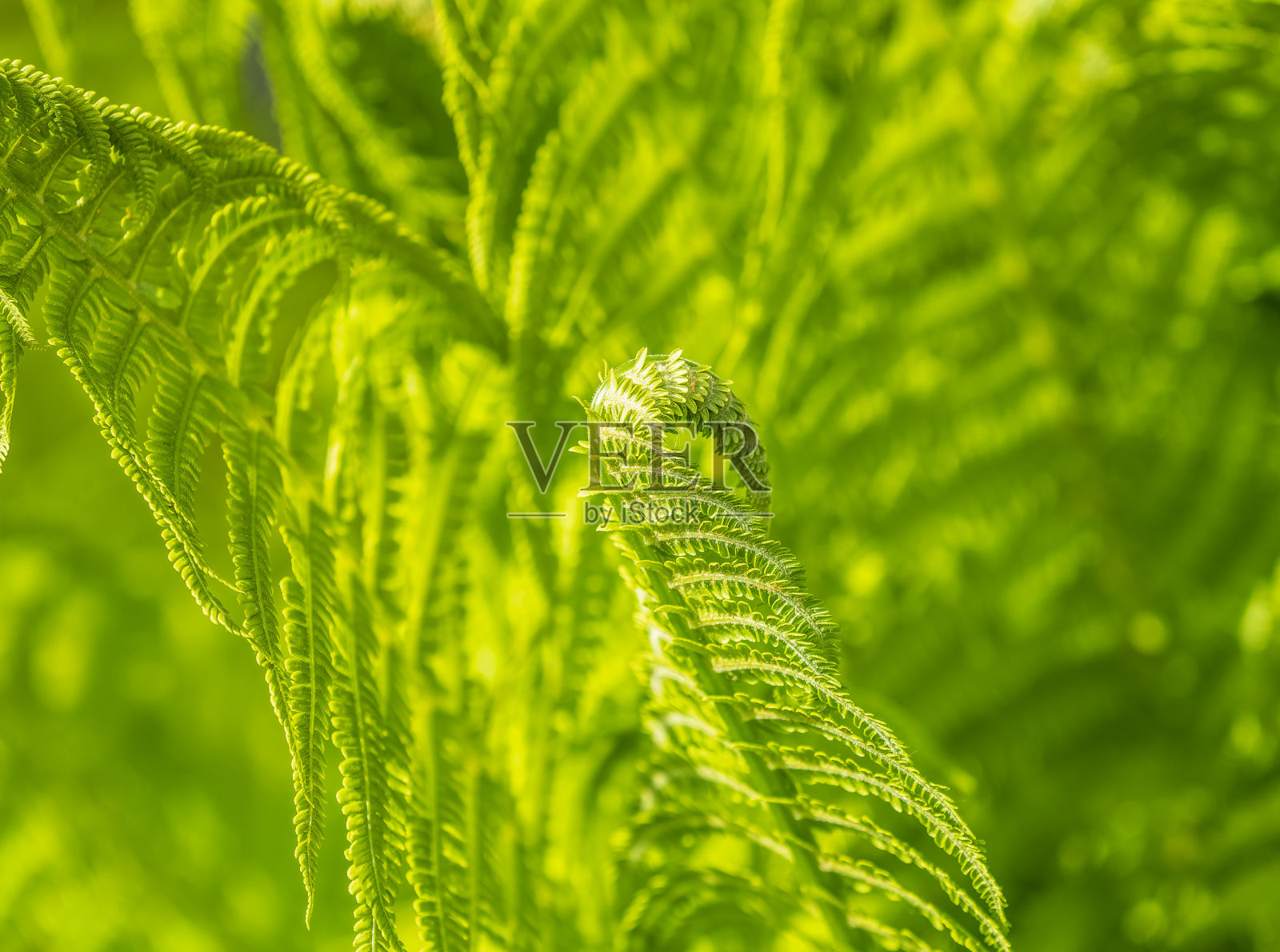天然翠绿的小鸵鸟蕨或毽子蕨相互簇拥照片摄影图片