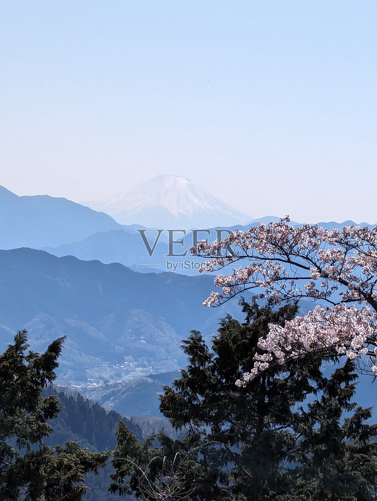 樱花盛开的富士山照片摄影图片