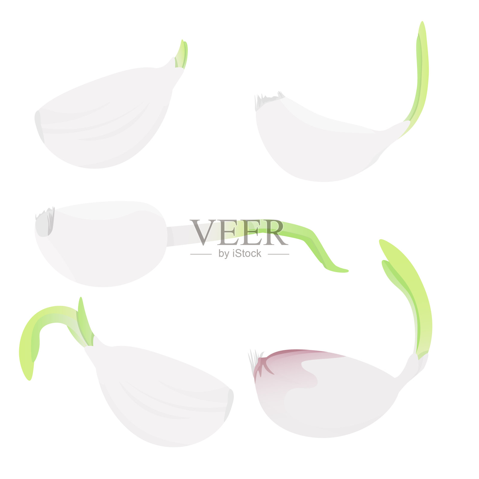 大蒜插画图片素材