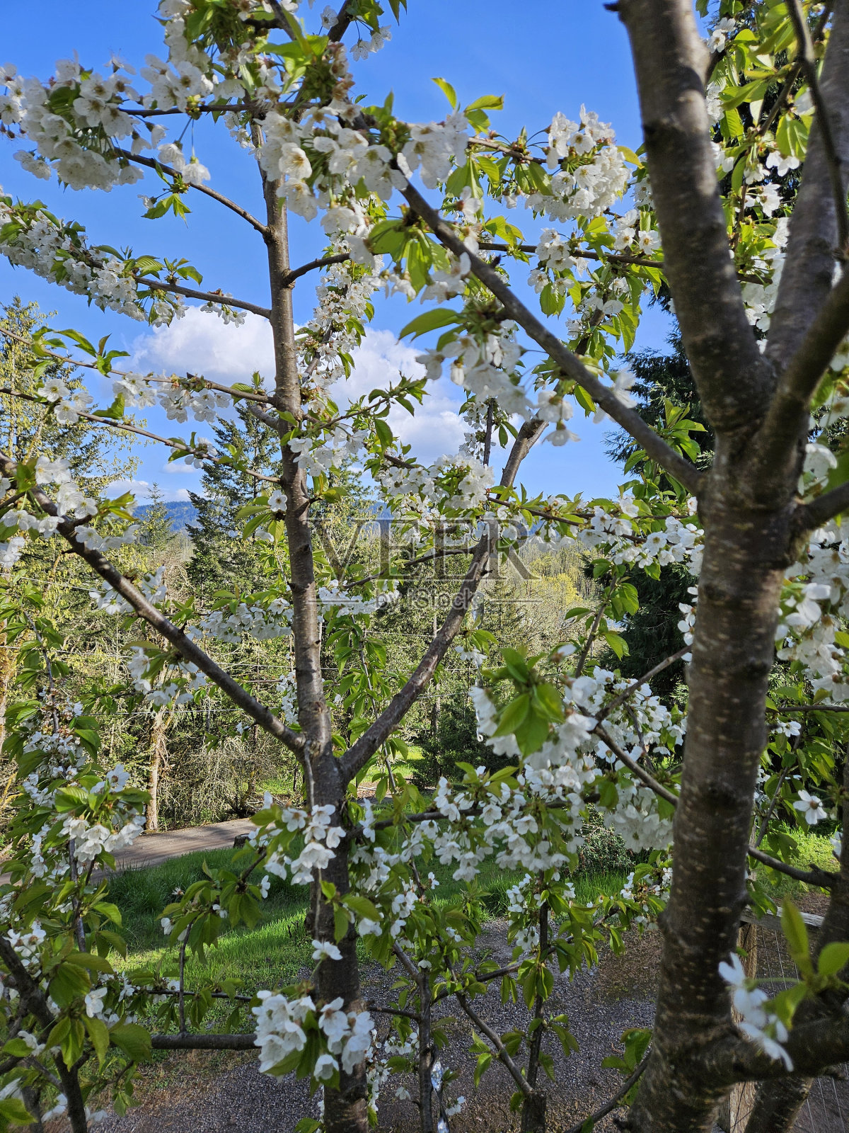 4月开花照片摄影图片