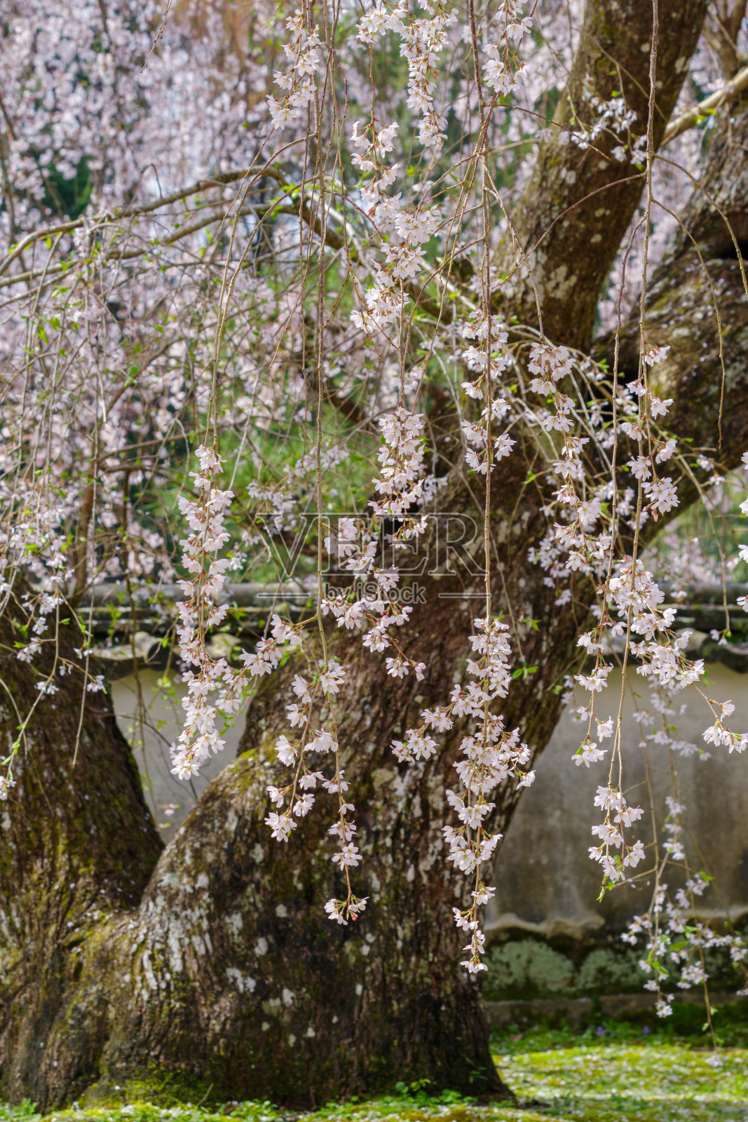 松平乡(香月院、丰田市、爱知县)的大型垂枝樱花树照片摄影图片